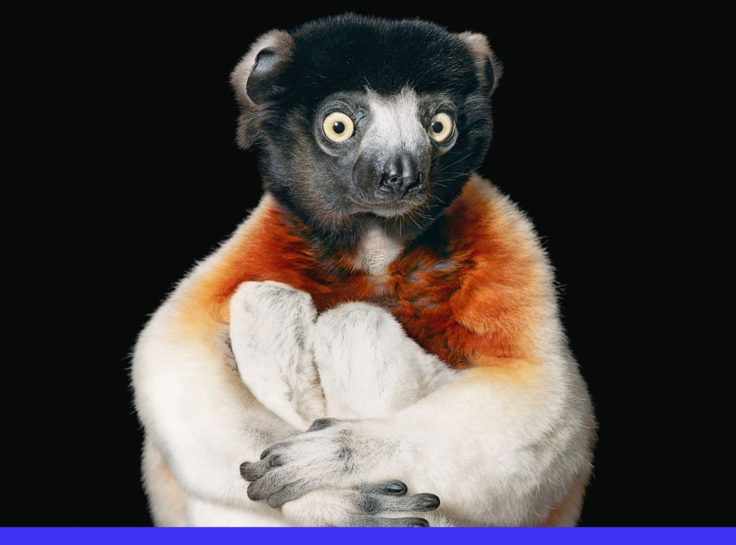 pluralia cover etica animali